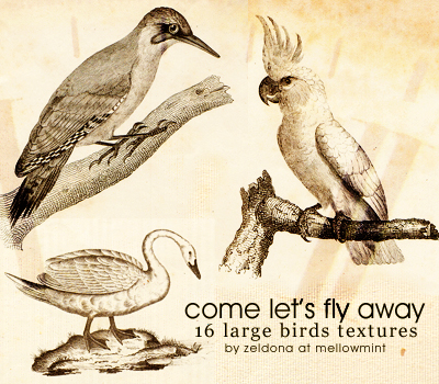 let's fly away - bird texures