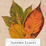 Autumn Leaves