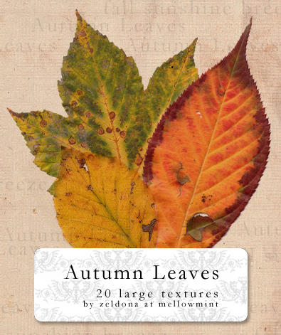 Autumn Leaves by mellowmint on DeviantArt