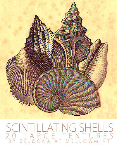 Scintillating Shells by mellowmint on DeviantArt