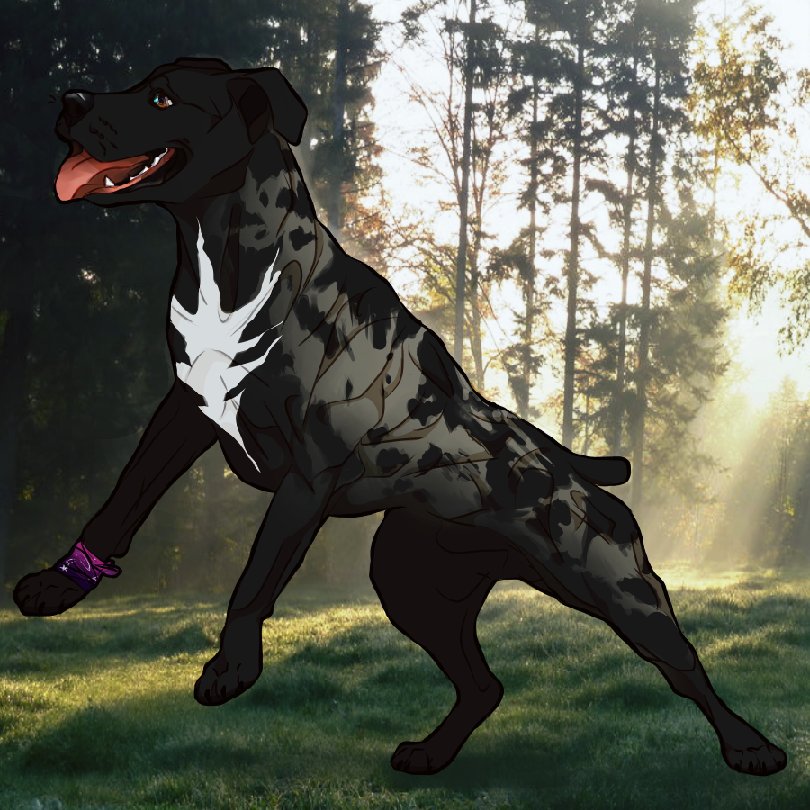 Catahoula bull store
