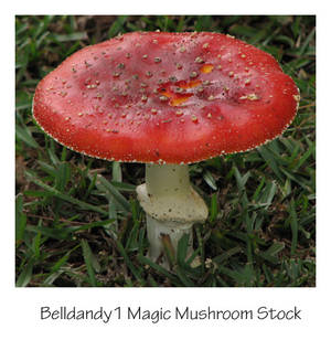 Magic Mushroom Stock