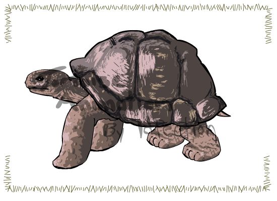 Tortoise Animation