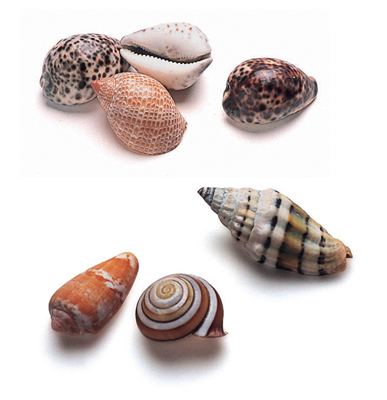 Shell Mini Pack