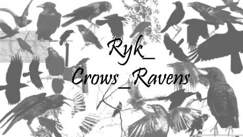 Ryk_Crows_Ravens brushes