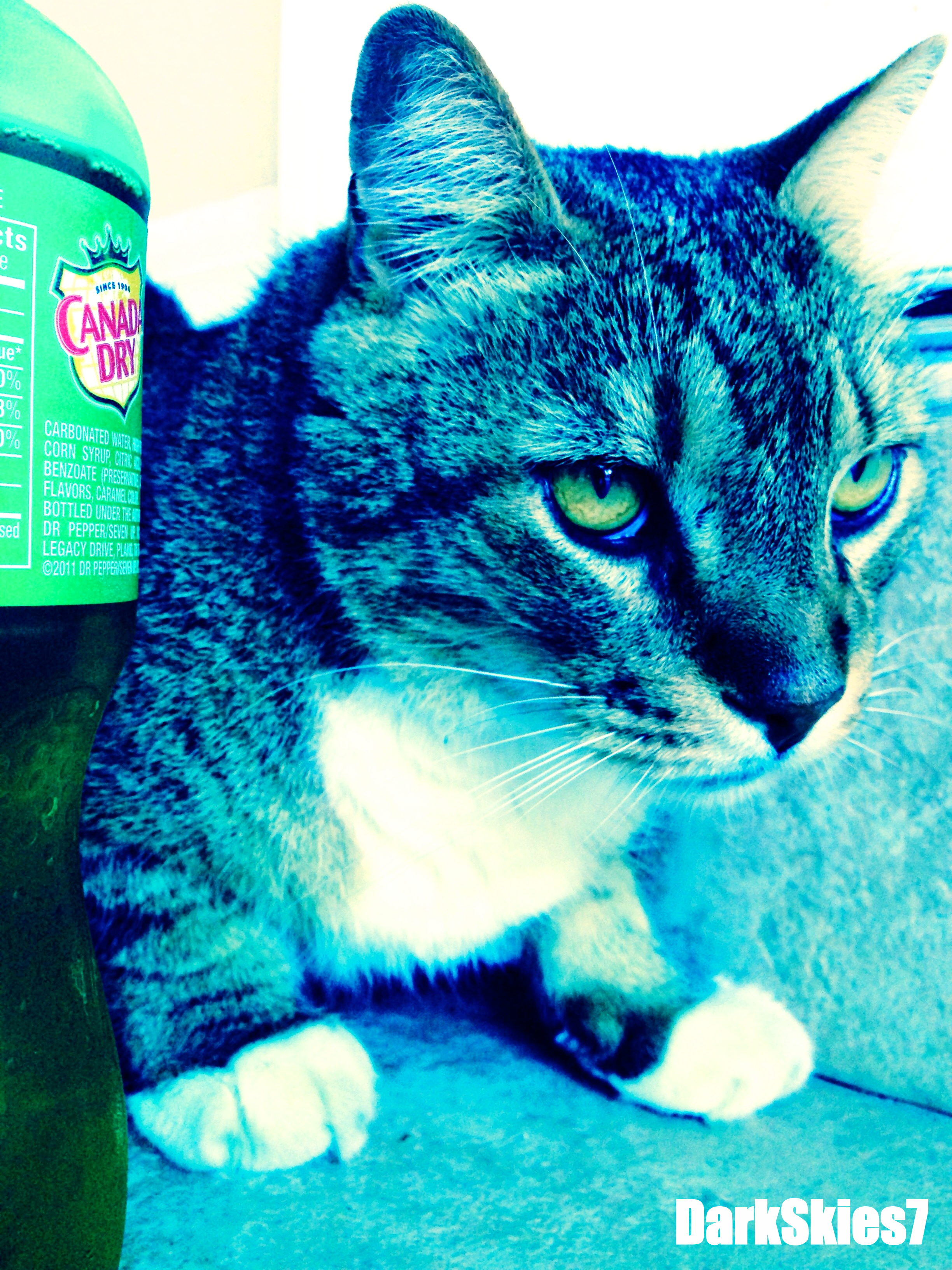 Soda Cat