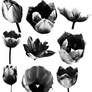 Tulip Brushes 02