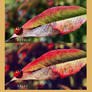 Photoshop Action-Nature Colors