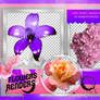 Png Pack 1011 // Flowers renders