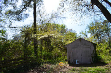 Virginia Spring Trees 7 photo Zip Pack Stock