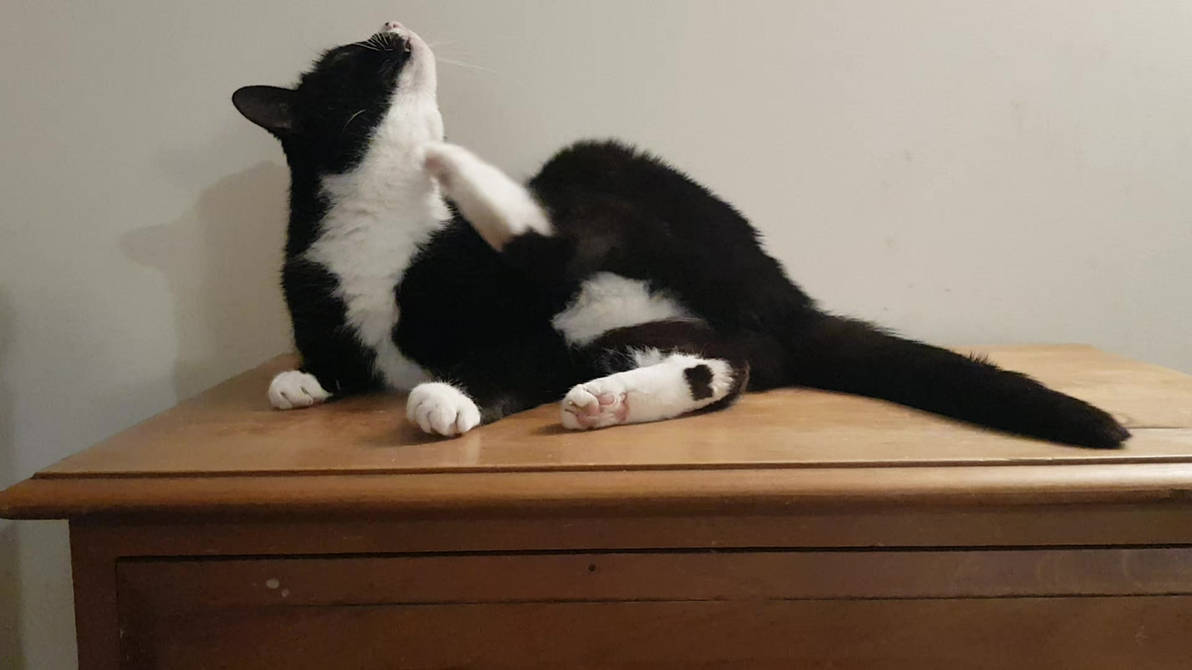 A quick wash and stratch (cat vid) by CatonaBlade on DeviantArt