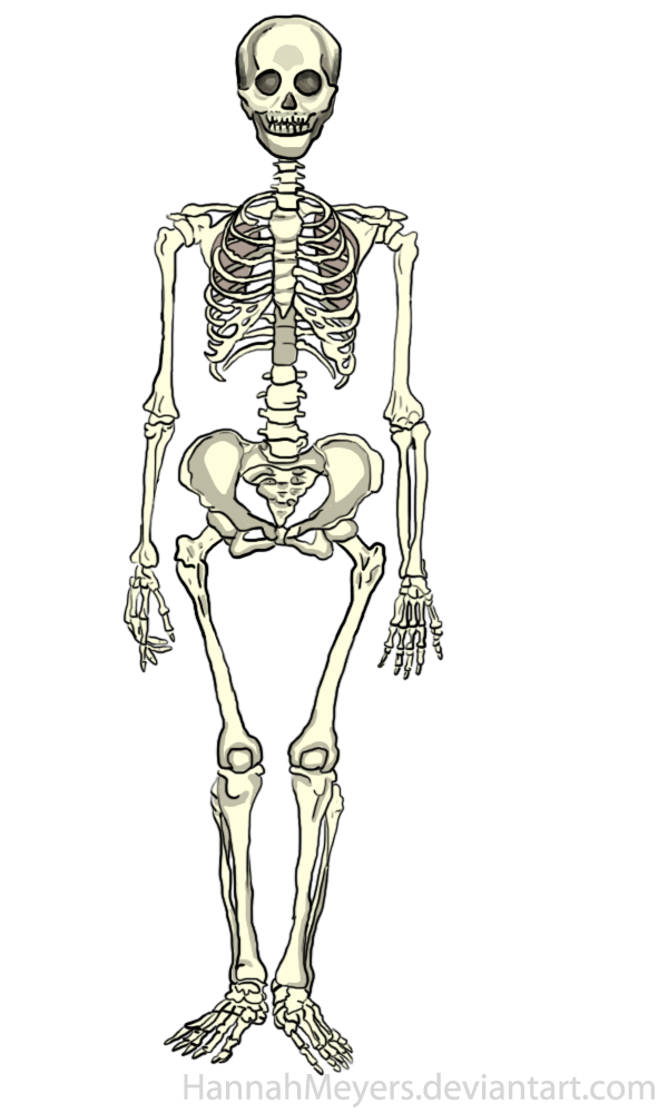Human Skeleton Animation By Hannahmeyers On Deviantart