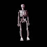 skeleton