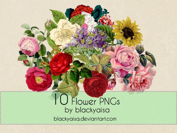 Flower PNGs: 11