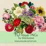 Flower PNGs: 11