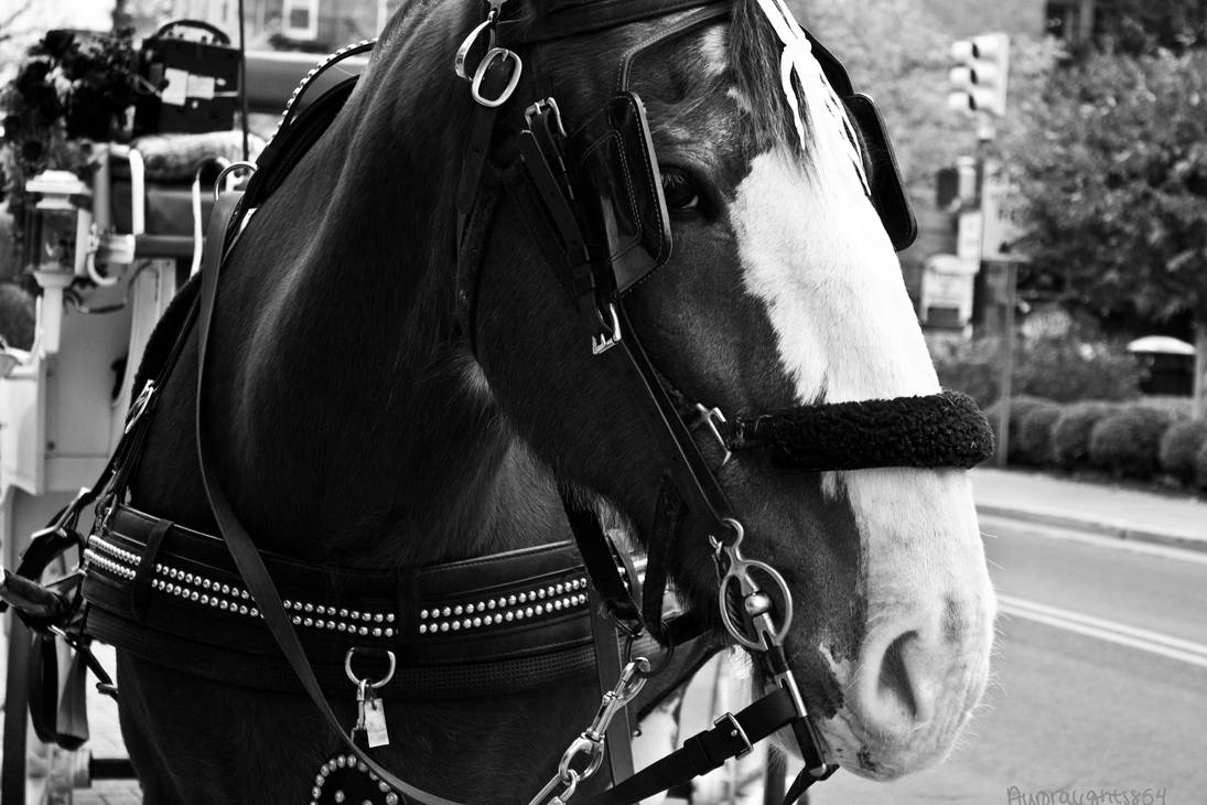 Black and White Clydesdale by Auroralights854 on DeviantArt