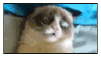 Grumpy Cat Stamp