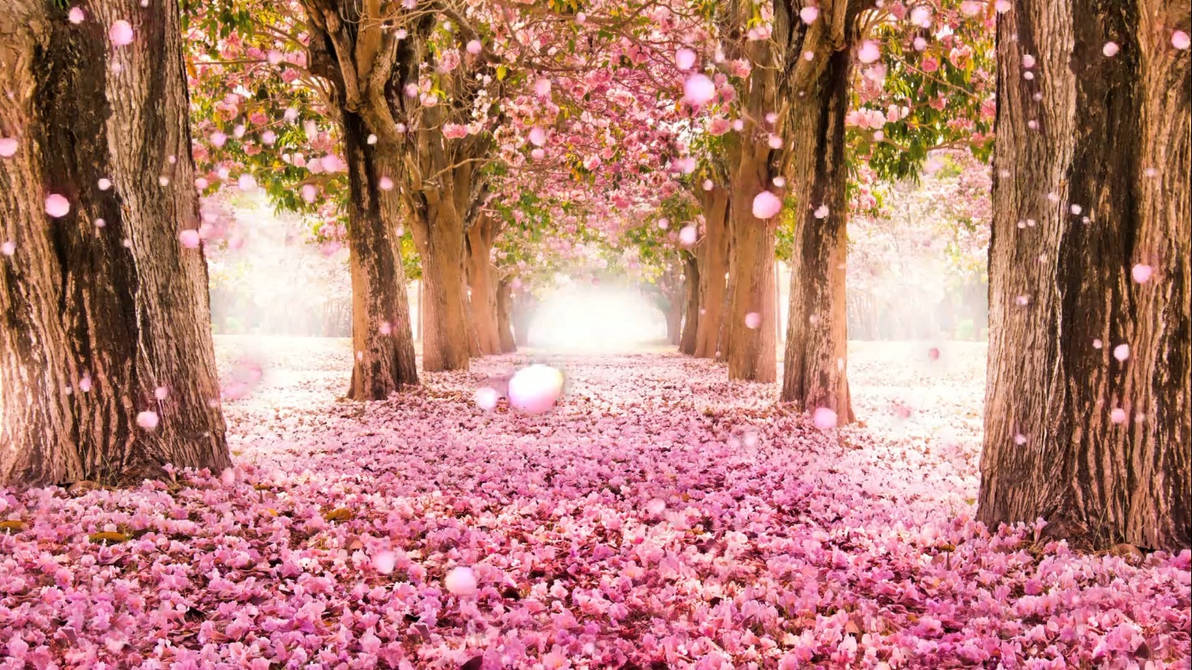 Flowers HD Live Wallpaper by AngeliaBaby on DeviantArt
