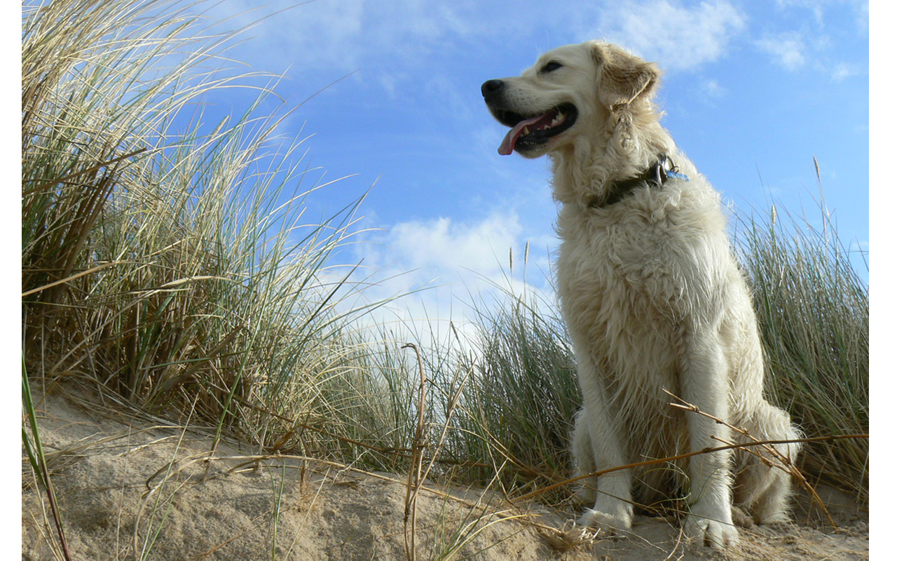 Dune Dog Wallpaper by jet3270 on DeviantArt