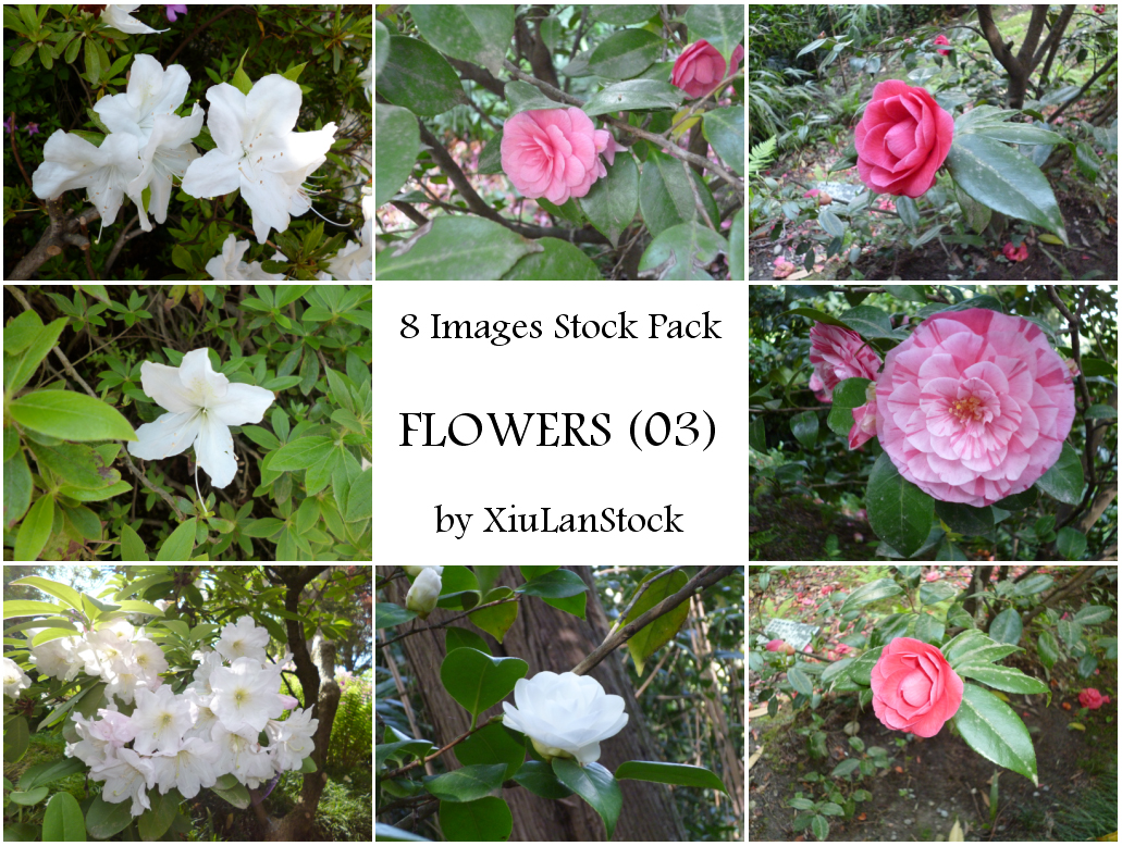 Flowers Pack 03