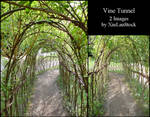 Vine Tunnel by XiuLanStock