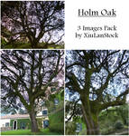 Holm Oak Pack by XiuLanStock