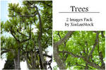 Trees stock Pack by XiuLanStock