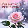 The last rose in the snow (Lyrics+Song+Image)