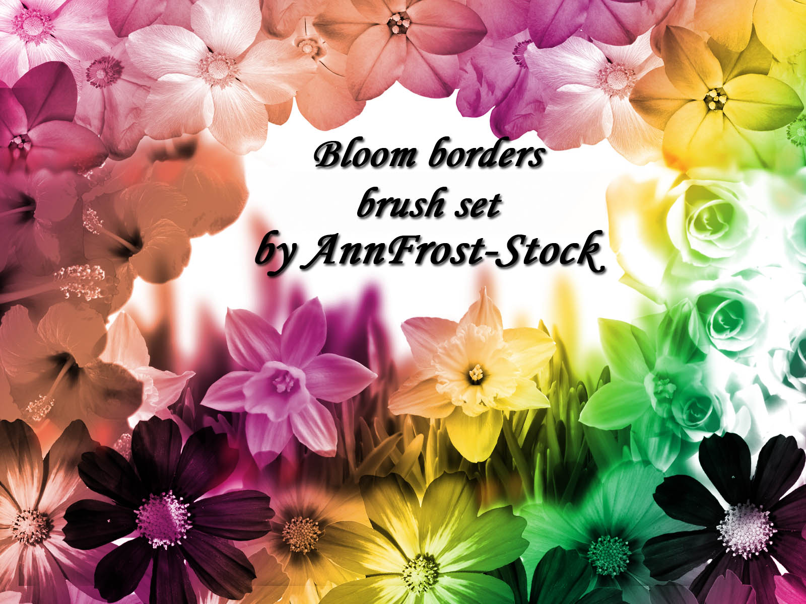 Bloom Border Bloom borders brush set by AnnFrost-stock on DeviantArt
