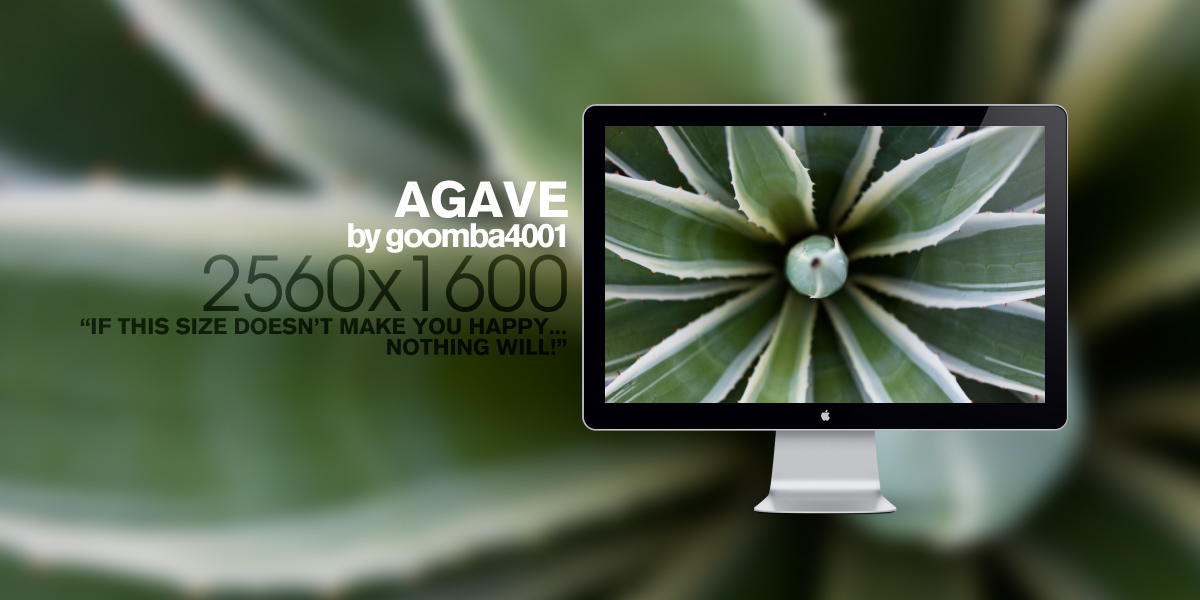 Agave