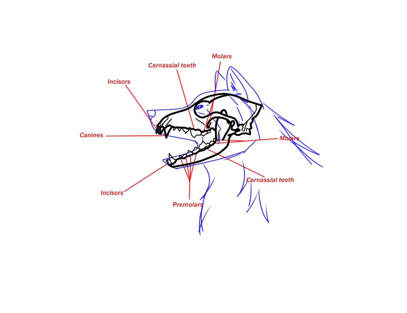 Wolf Head anatomy