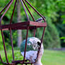 chickadee feeds babies 383A5689