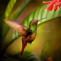 Pasarea Colibri By Fluturass On Deviantart
