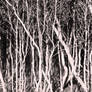QLD HD Flashback #5 - Creepy Mangroves