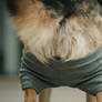 German Shepherd in Shorts 1
