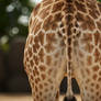 Giraffe in Pants 1