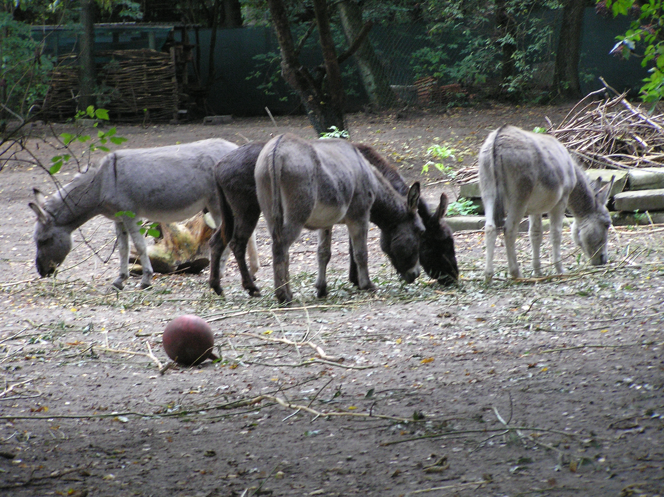 Donkeys 1