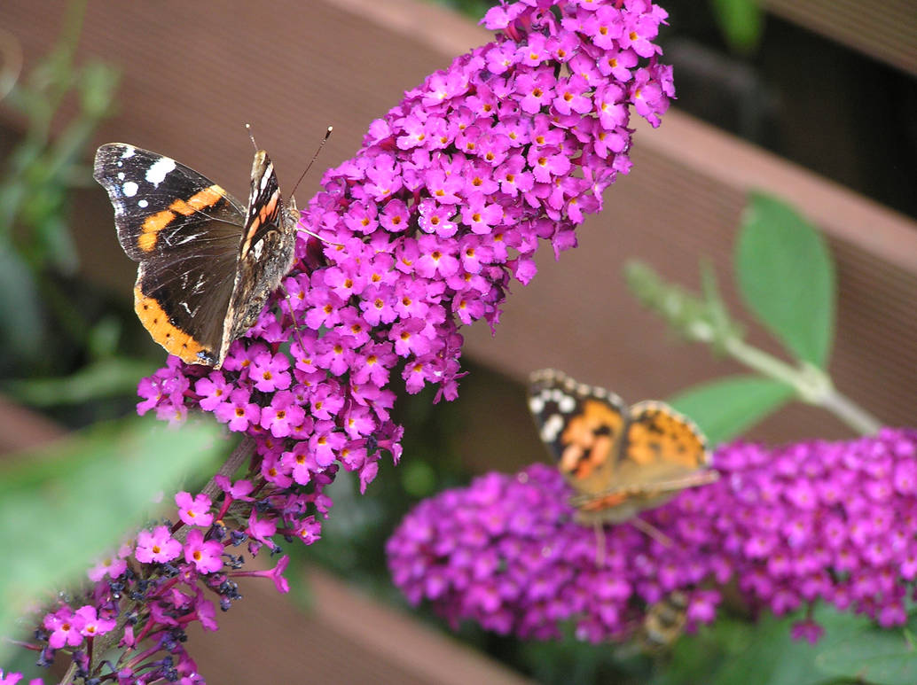 Butterfly No. 22