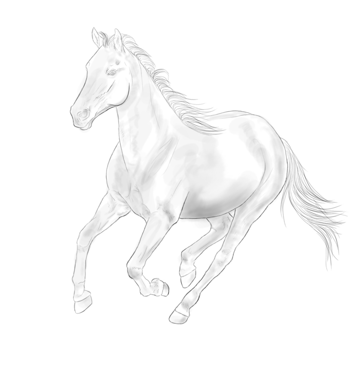 Canter horse PSD