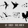 Bird Brushes - Photoshop
