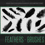 Feather Brushes | Photoshop