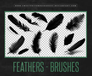 Feather Brushes | Photoshop