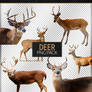 Deer | Png Pack