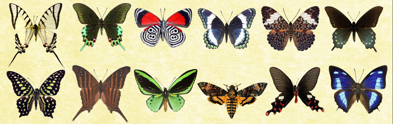 Mac Icons - Butterflies Set 1