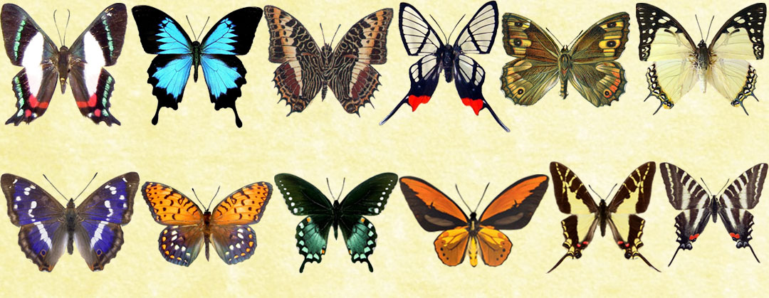 Mac Icons - Butterflies Set 3