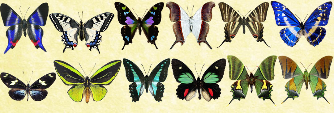 Butterflies Butterflies