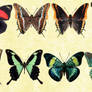 Mac Icons - Butterflies Set 5