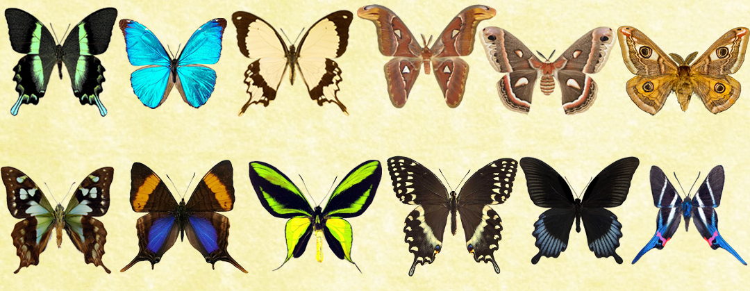 Mac Icons - Butterflies Set 6