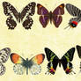 Mac Icons - Butterflies Set 7