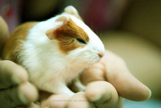 Furry Ball of Cuteness